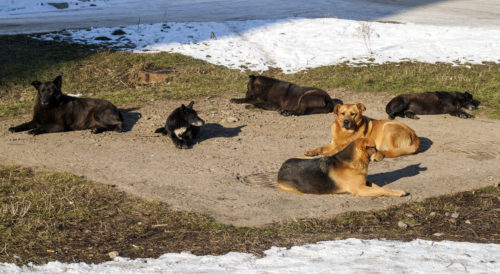 A recent attack involving a group of dogs that killed and injured several animals on a neighboring property has brought to light concerns about the enforcement of dog laws in Texas.